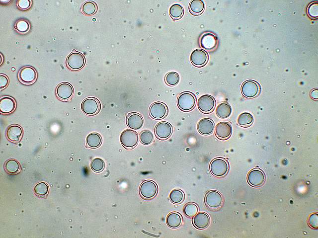 Amanita spec. Cod.: 4748-07